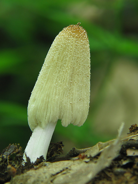 hnojník Coprinus sp.