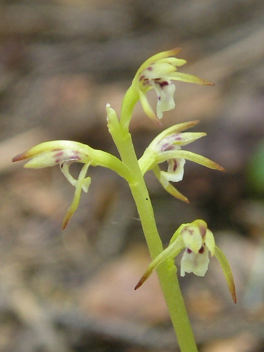 koralica lesná Corallorhiza trifida Châtel.