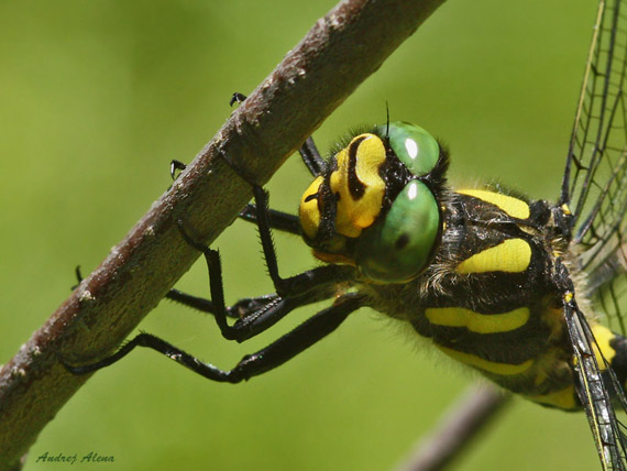 pásikavec Cordulegaster bidentata