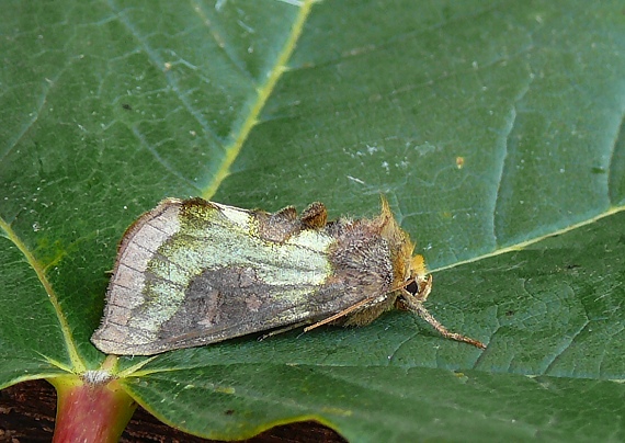 mora zlatistá Diachrysia chrysitis