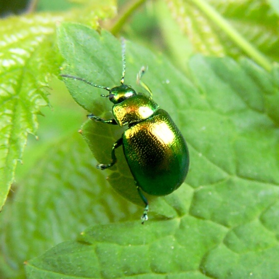 liskavka Gastrophysa viridula