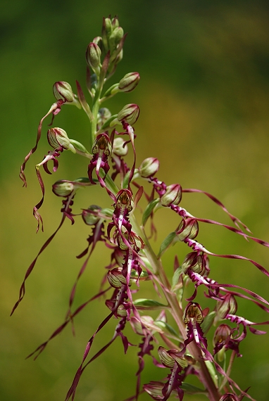 jazýčkovec  Himantoglossum jankae Somlyay, Kreutz &amp; Óvári