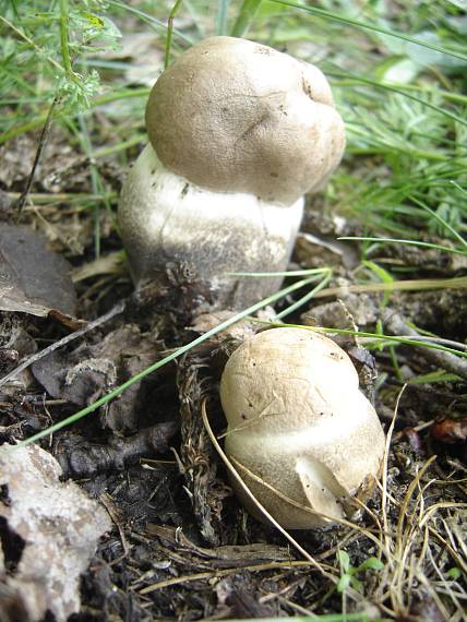 kozák topoľový Leccinum duriusculum (Schulzer ex Kalchbr.) Singer