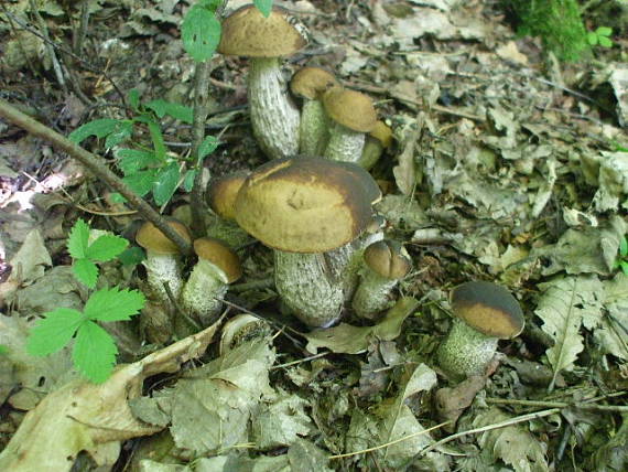 kozák hrabový Leccinum pseudoscabrum (Kallenb.) Šutara