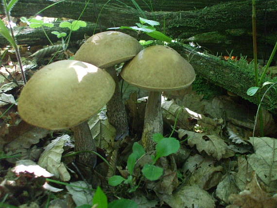 kozák hrabový Leccinum pseudoscabrum (Kallenb.) Šutara