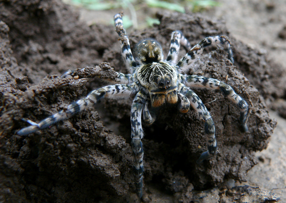 pavúk Lycosa singoriensis