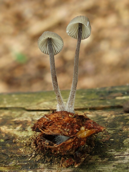 prilbička mliečna Mycena galopus (Pers.) P. Kumm.