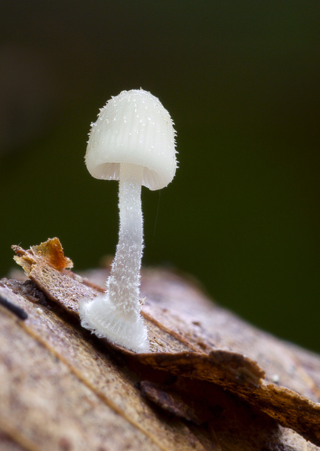 prilbička diskovitá Mycena stylobates (Pers.) P. Kumm.