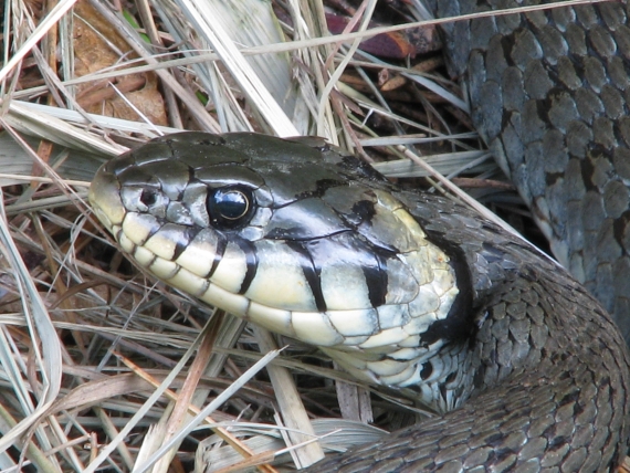 uzovka obojkova Natrix natrix