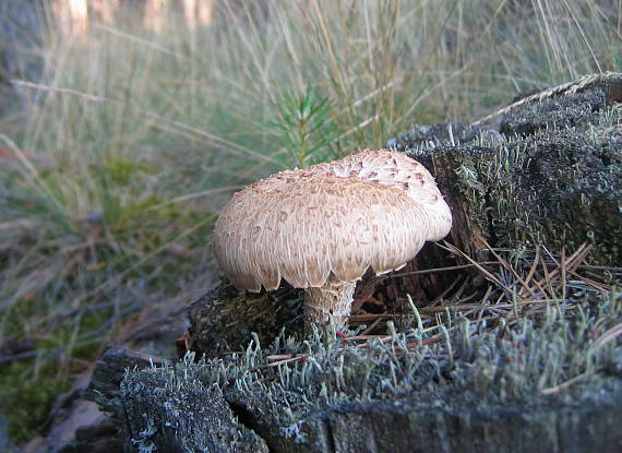 húževnatec šupinatý Neolentinus lepideus (Fr.) Redhead & Ginns