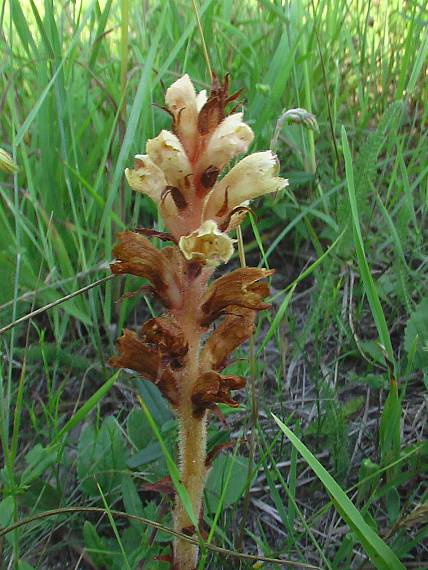 záraza väcsia ? Orobanche eliator ?