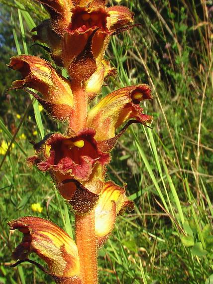 záraza útla Orobanche gracilis Sm.