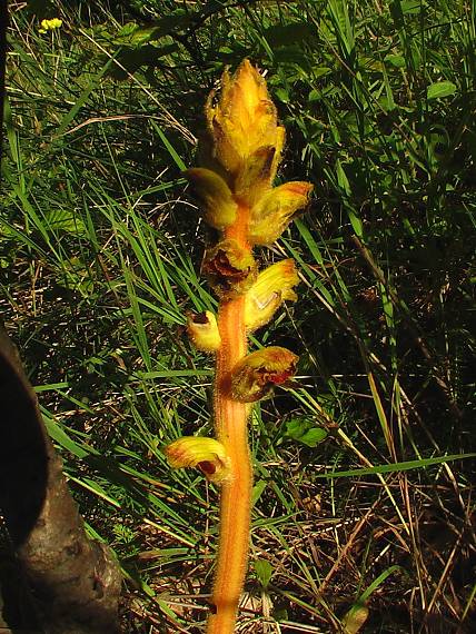 záraza útla Orobanche gracilis Sm.