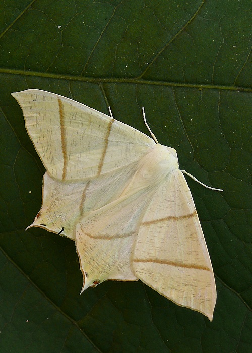 piadivka bazová Ourapteryx sambucaria