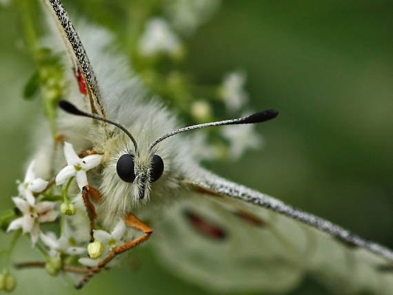 jasoň červenooký Parnassius apollo