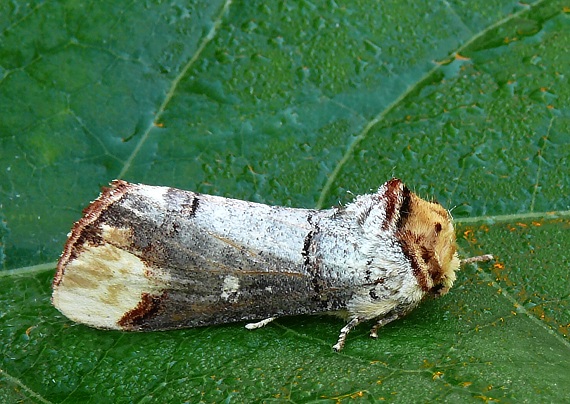 faléria lipová Phalera bucephala