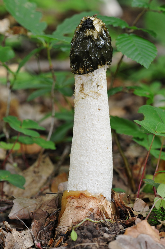 hadovka smradľavá Phallus impudicus L.