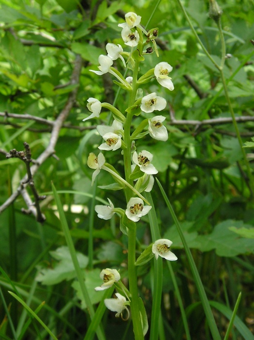 vemenník dvojlistý Platanthera bifolia (L.) Rich.