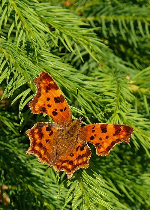 babočka zubatokrídla Polygonia c-album