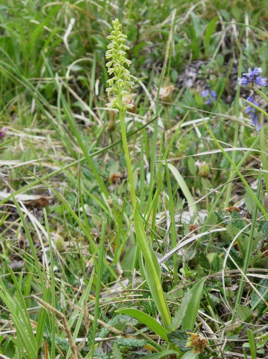 bieloprst belavý Pseudorchis albida (L.) Á. Löve et D. Löve