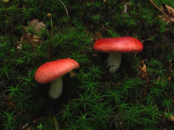 plávka jahodovočervená ? Russula paludosa Britzelm.