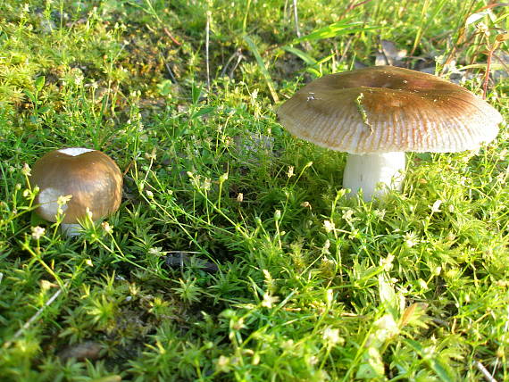 plávka Russula sp.