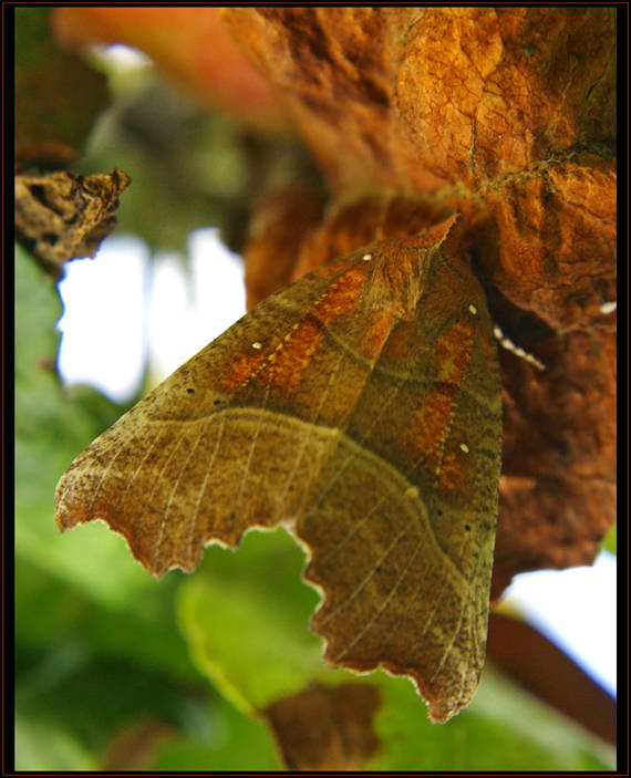 mora pivničná Scoliopteryx libatrix