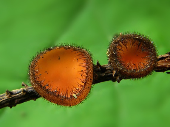 štítovnička Scutellinia sp.