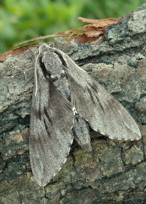 lišaj borovicový Sphinx pinastri