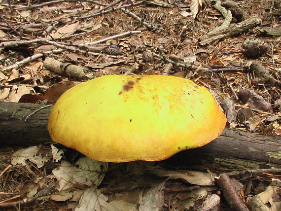 masliak smrekovcový  Suillus grevillei (Klotzsch) Singer