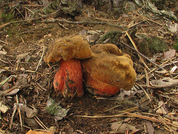 hríb zrnitohlúbikový  Sutorius luridiformis (Rostk.) G. Wu & Zhu L. Yang