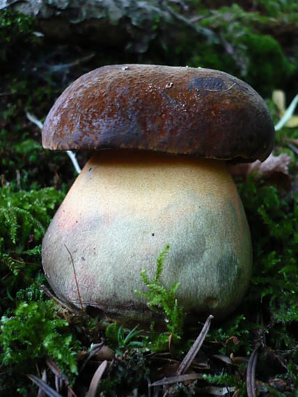 hríb zrnitohlúbikový Sutorius luridiformis (Rostk.) G. Wu & Zhu L. Yang