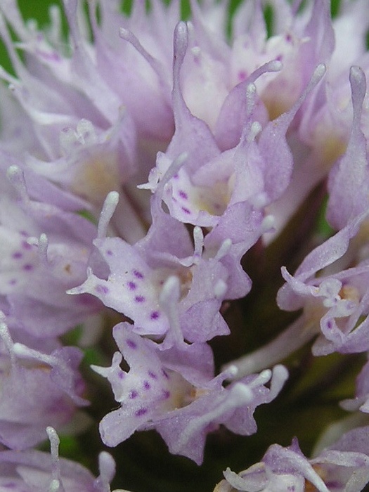 pavstavač hlavatý Traunsteinera globosa (L.) Reichenb.