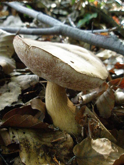 podhríb žlčový Tylopilus felleus (Bull.) P. Karst.