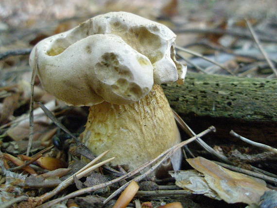 podhríb žlčový Tylopilus felleus (Bull.) P. Karst.