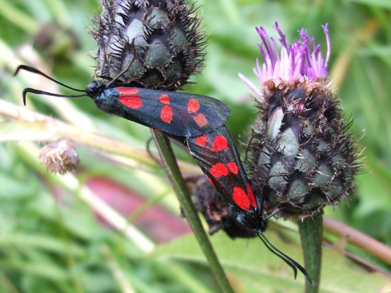 vretienka obyčajná Zygaena filipendulae