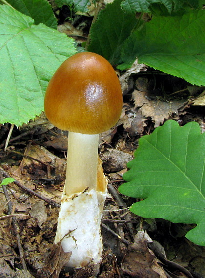 muchotrávka plavohnedá Amanita fulva Fr.