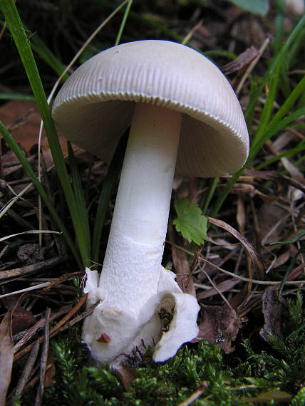 muchotrávka striebristá Amanita mairei Foley