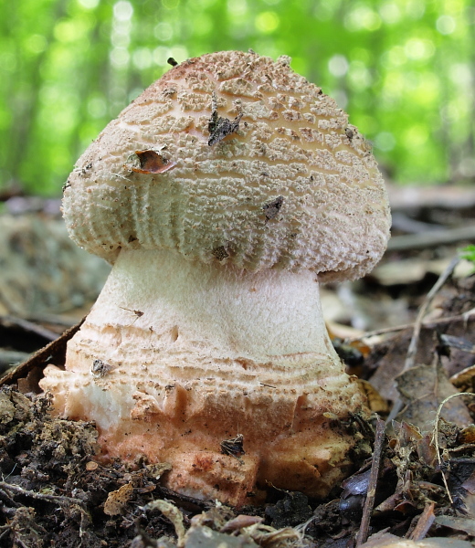 muchotrávka červenkastá Amanita rubescens Pers.