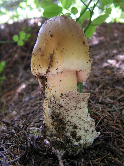 muchotrávka sivopošvatá Amanita submembranacea (Bon) Gröger