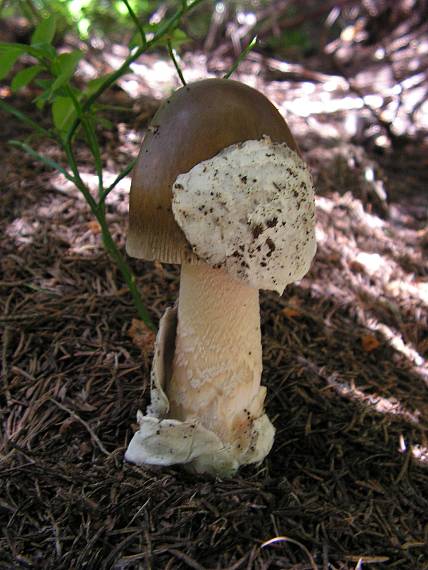 muchotrávka sivopošvatá Amanita submembranacea (Bon) Gröger