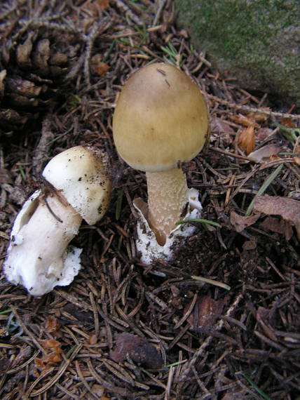 muchotrávka sivopošvatá Amanita submembranacea (Bon) Gröger