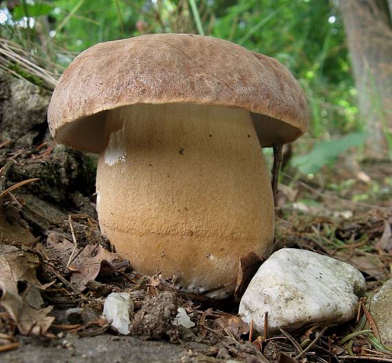 hřib dubový Boletus reticulatus Schaeff.