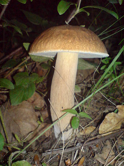 hríb dubový Boletus reticulatus Schaeff.