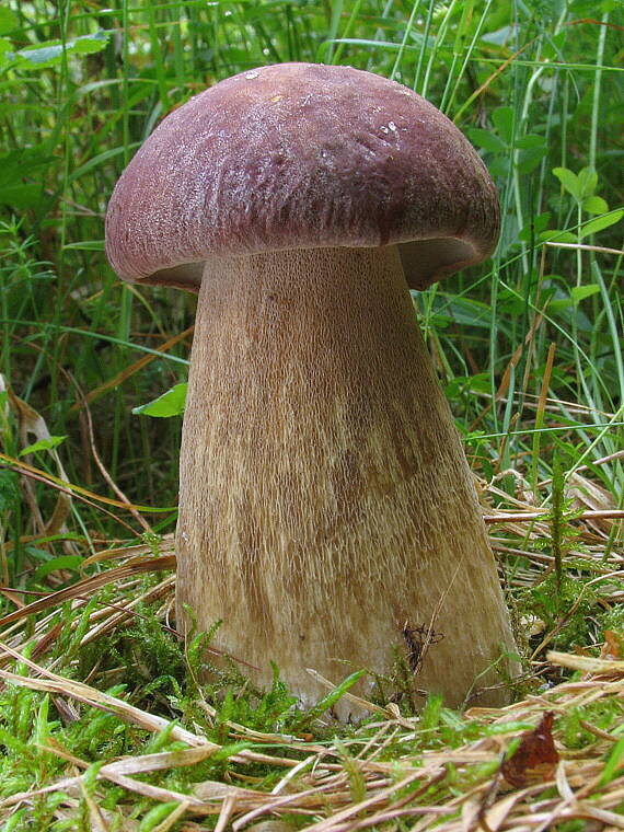 hríb dubový Boletus reticulatus Schaeff.