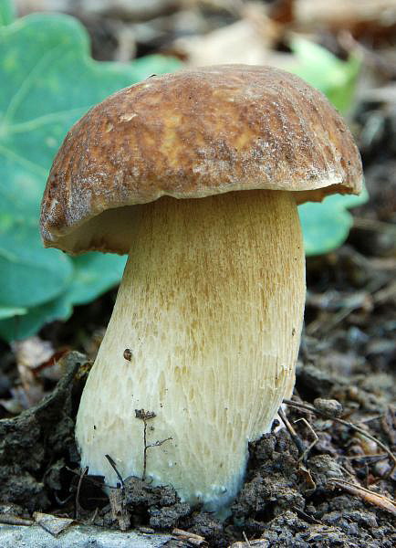 hríb dubový Boletus reticulatus Schaeff.