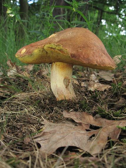 hřib přívěskatý Butyriboletus appendiculatus (Schaeff. ex Fr.) Secr.