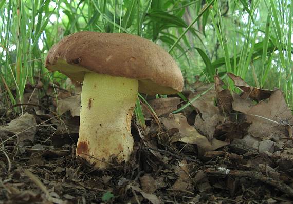 hřib přívěskatý Butyriboletus appendiculatus (Schaeff. ex Fr.) Secr.