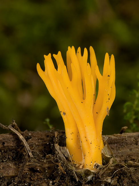 parôžkovec lepkavý Calocera viscosa (Pers.) Fr.