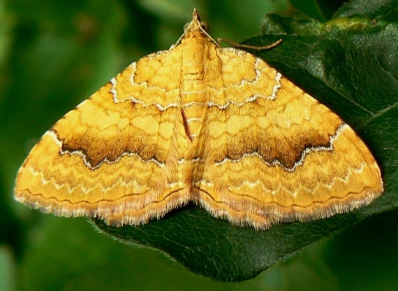 piadivka žihľavová Camptogramma bilineata